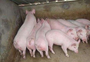 农业农村部建议多买肉多吃肉，生猪是否还存在供应过剩的局面？