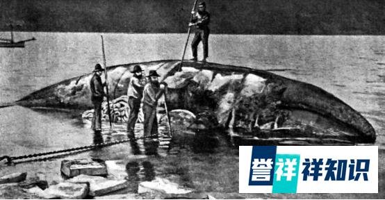 渔民捡到价值千万龙涎香 这是咋情况？