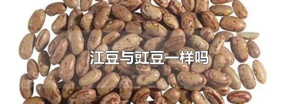 江豆与豇豆一样吗