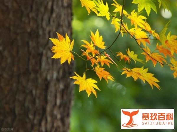 “公秋爽，母秋凶”，2025年立秋是公还是母？还要热多久？