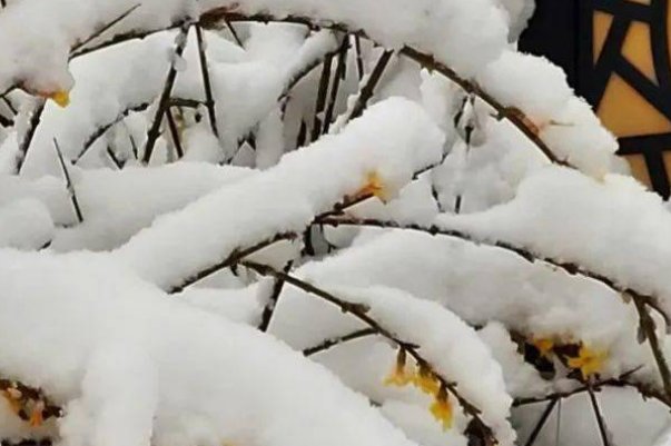 夜雪初霁,荠麦弥望什么意思