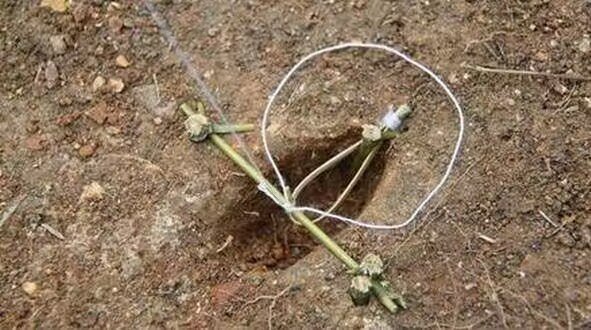 怎么下套捉野鸡