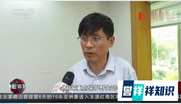 河南伤人老虎所属马戏团无养虎资格 这是咋情况?