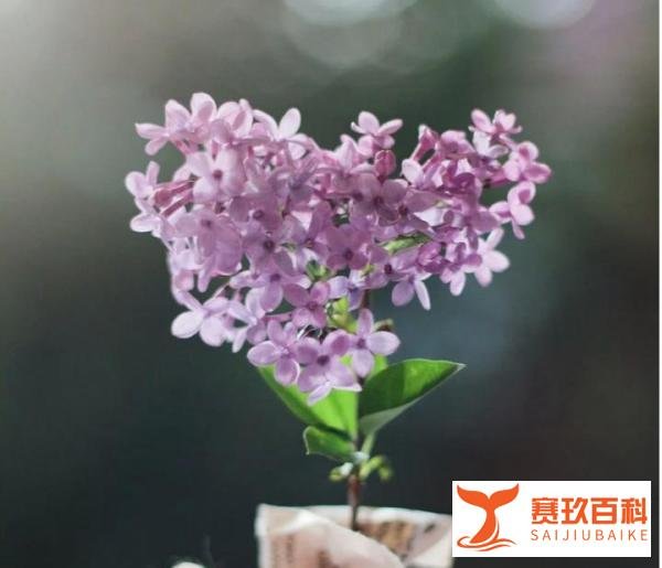 女子登记结婚时才承认自己是大专：一纸文凭不算什么，但不要欺骗