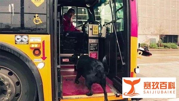 四川一狗狗独自乘公交车走红...网友惊了：它还会听站下车！
