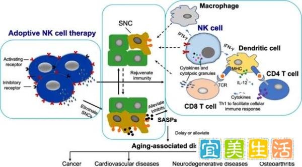 78岁特朗普上台，年龄不过是数字，NK细胞：抗衰老领域中的潜力新星