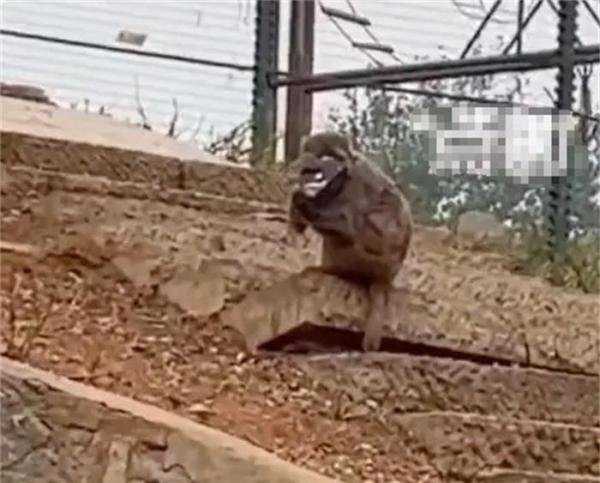 猴子捡走游客手机居然还打电话！网友：猴哥需要充电器！