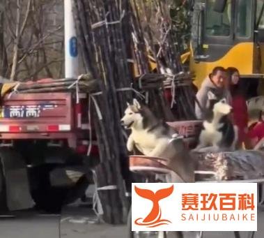 狗狗趁主人不注意骑着卖切糕老板的车走了,狗主人:赔了8000