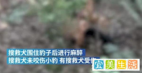 杭州豹子出逃事件整理，到底是谁把人民当傻子耍？