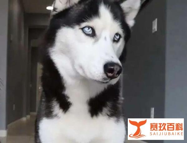 俄罗斯的狗也被制裁了？！哈士奇：我拆了你全家