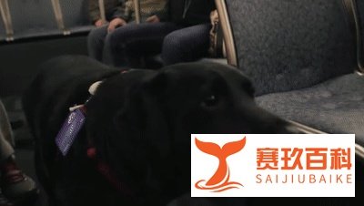 四川一狗狗独自乘公交车走红...网友惊了:它还会听站下车!