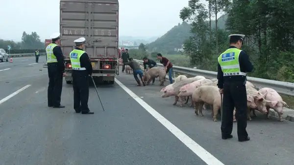 惠州一运猪车侧翻：40多头猪“大闹”高速！造成此事故的原因是什么？