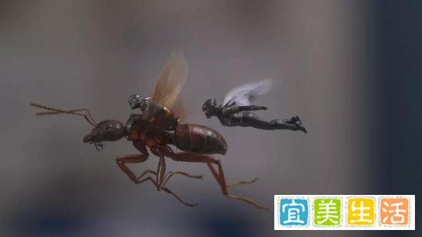 《蚁人2:黄蜂女现身》唯一的看点是彩蛋,剧情千篇一律就不谈了