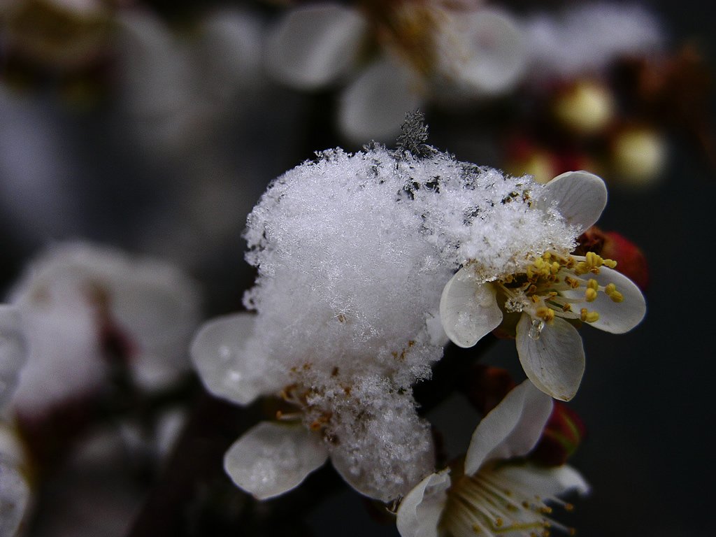 “遥知不是雪，为有暗香来”指的是什么植物？