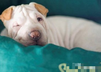 沙皮犬多少钱一只呢？饲养难度怎么样呢？