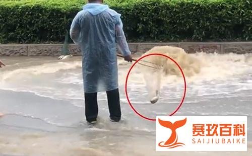 广州雨后路人当街捕鱼,现场接连捕到多条大鱼