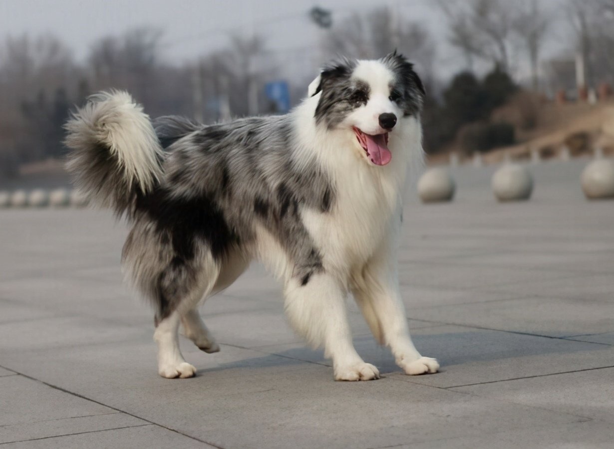 陨石边牧犬市场价格怎么样呢？