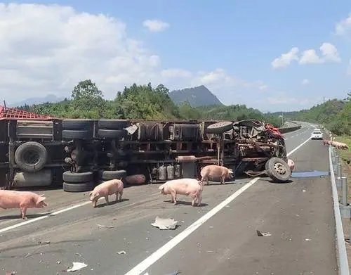 惠州一运猪车侧翻：40多头猪“大闹”高速！造成此事故的原因是什么？