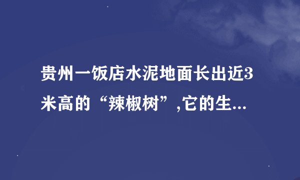 贵州一饭店水泥地面长出近3米高的“辣椒树”,它的生命有多顽强?_百 ...