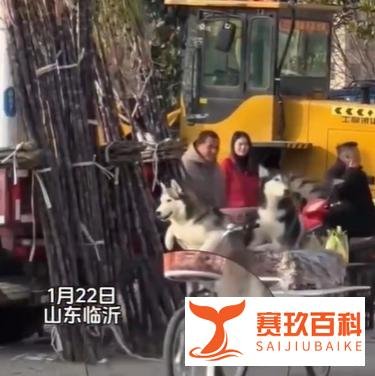 狗狗趁主人不注意骑着卖切糕老板的车走了,狗主人:赔了8000