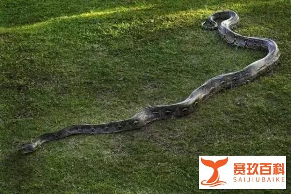 亚马逊河杀手排行榜，前3是它们？