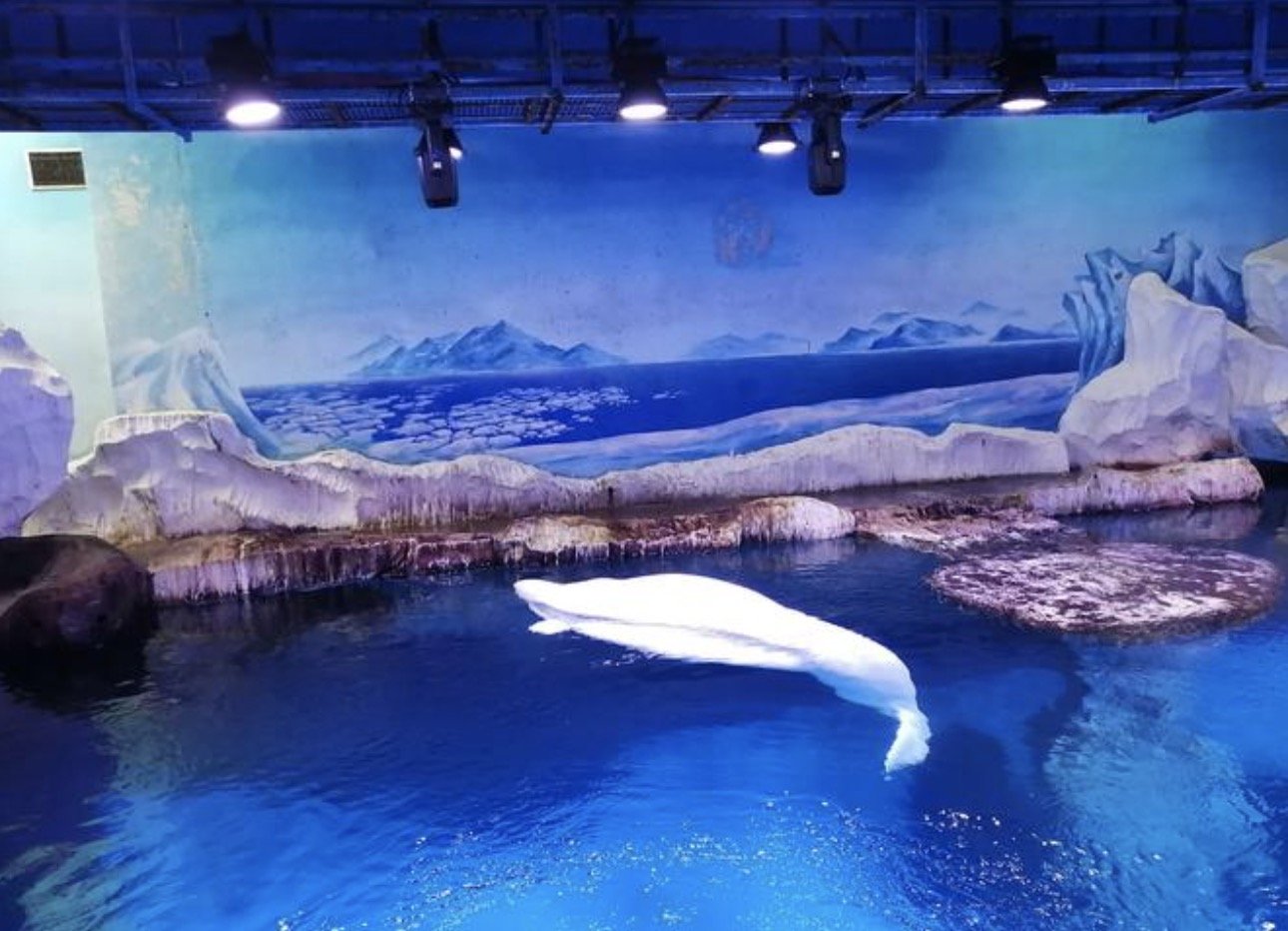 亚特兰蒂斯酒店最大的员工