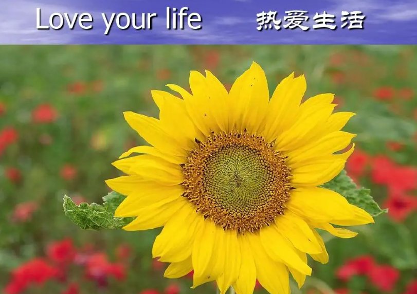 生活家是什么