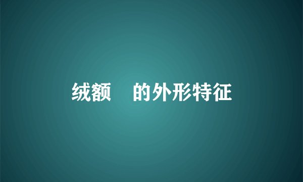 绒额鳾的外形特征