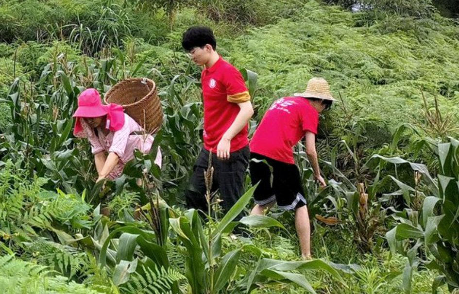 广州大学生下乡政策