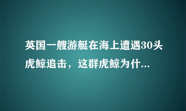 英国一艘游艇在海上遭遇30头虎鲸追击,这群虎鲸为什么会袭击船只?