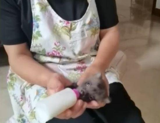 女子捡了只小狗养大后竟是貉 这是咋情况？