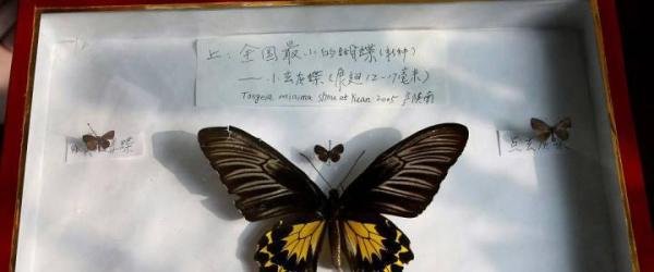 蝴蝶辨别食物味道的方法有哪些