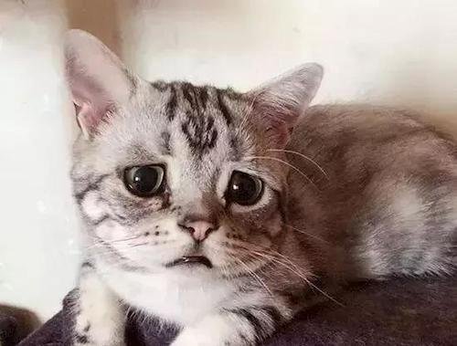 女老师的胸部在我面前一览无余