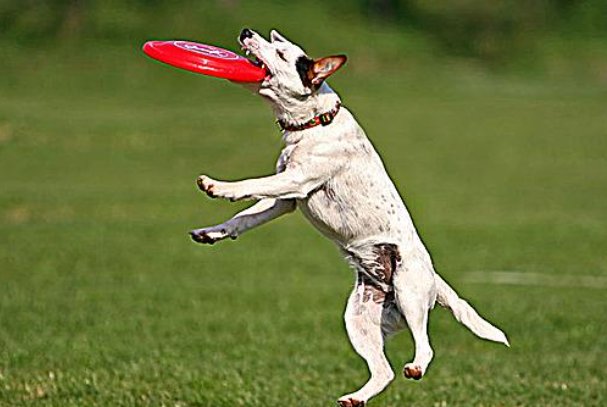 frisbee为什么不是frisbie呢？