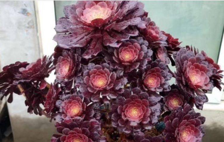 哪些花漂亮又好养，比牡丹好看，饱满又红艳，一上色美翻天呢？