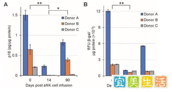 78岁特朗普上台，年龄不过是数字，NK细胞：抗衰老领域中的潜力新星
