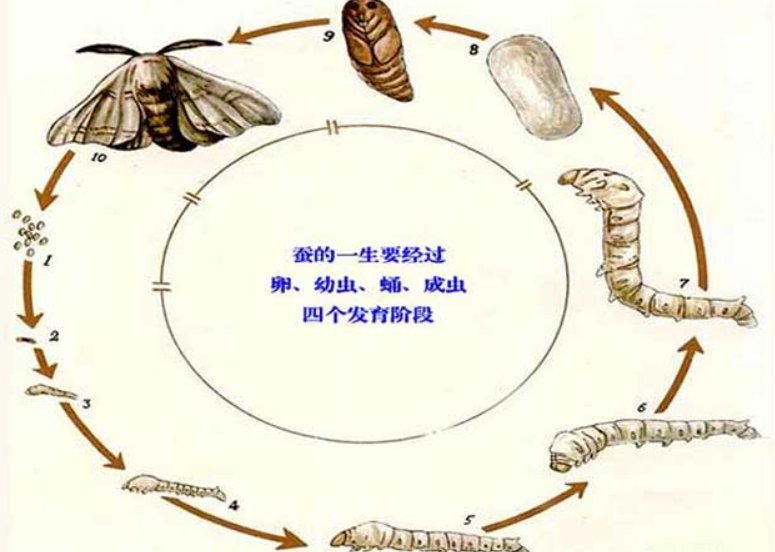 蚕的读音