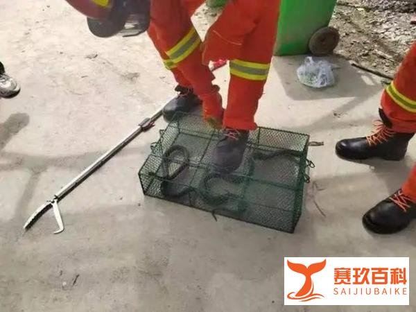 阿姨听到敲门声 开门一看是条眼镜蛇