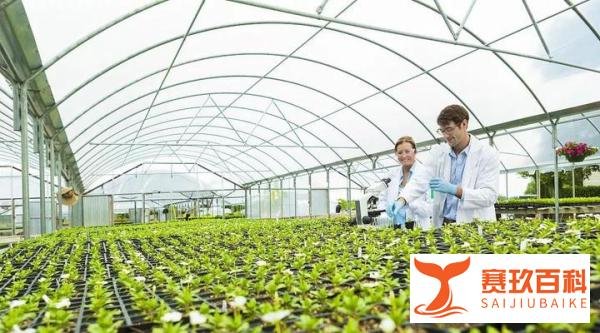 一亩地的常规蔬菜大棚种植成本及种植利润分析