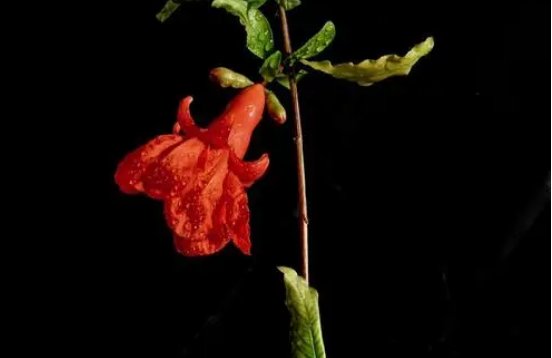 黄石市的市花是什么花