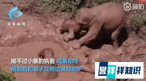 小象不吃饭只想玩水被妈妈推着走 这是咋情况？