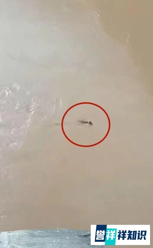 虎跳峡出现不明生物?当地回应