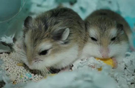 巴结高枝是什么生肖