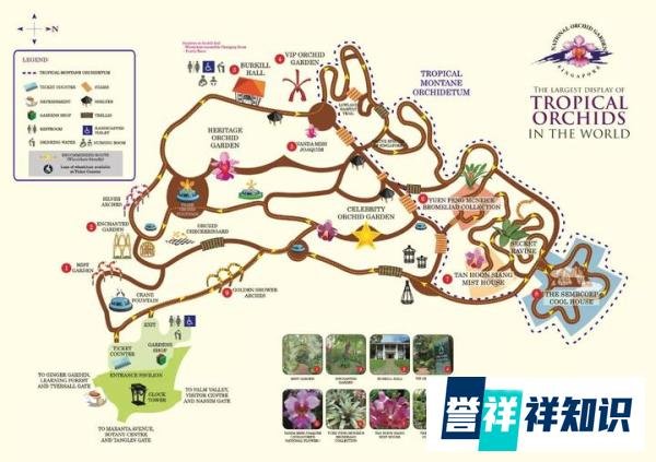 免费观园‖新加坡国花胡姬花（兰花）来啦！