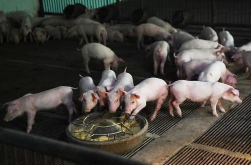 农业农村部建议多买肉多吃肉，生猪是否还存在供应过剩的局面？