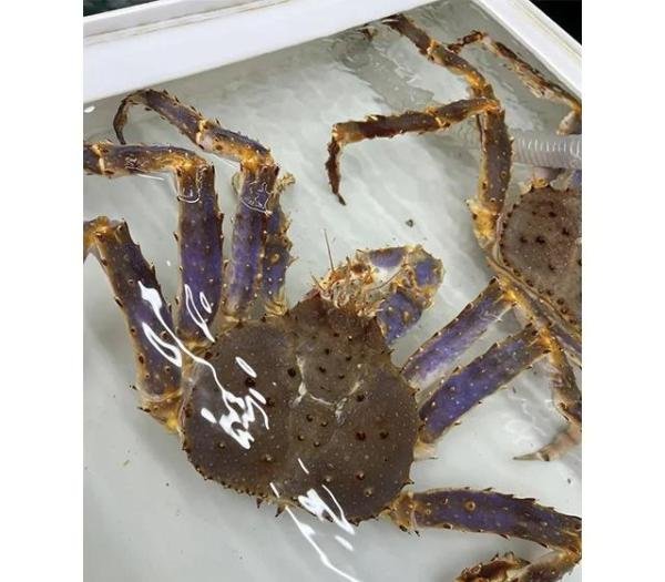 深圳帝王蟹多少钱一斤，5月份吃哪种帝王蟹好，红蟹，蓝蟹，棕蟹？
