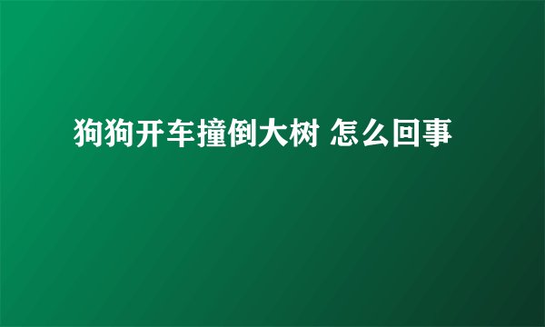 狗狗开车撞倒大树 怎么回事