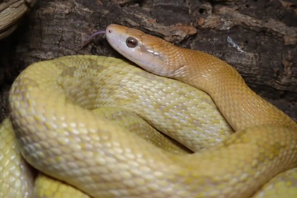 瑟瑟发抖不敢跳打一正确生肖