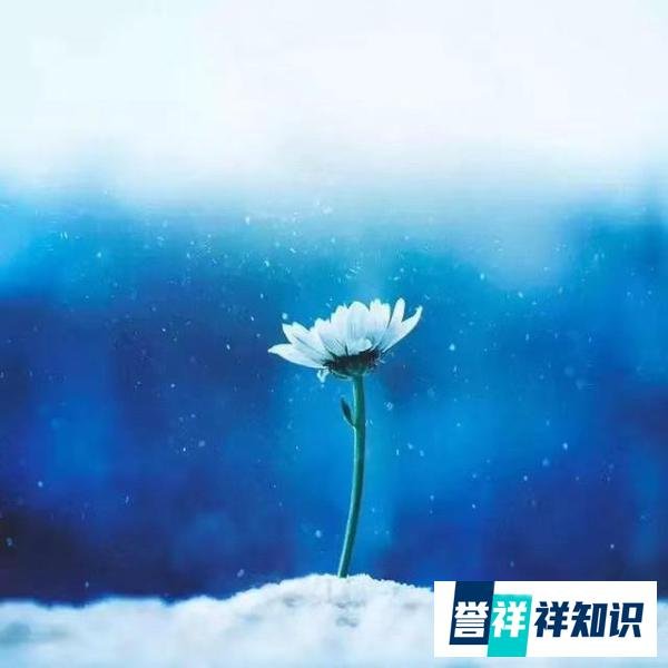 2020 小雪