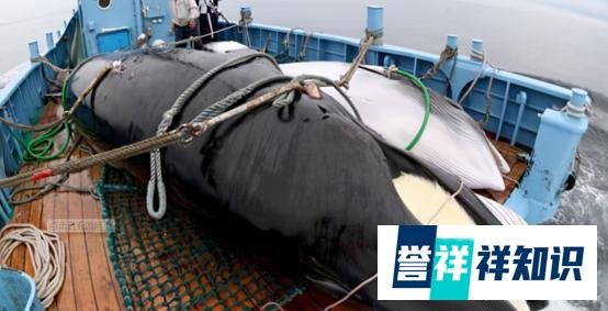 渔民捡到价值千万龙涎香 这是咋情况？